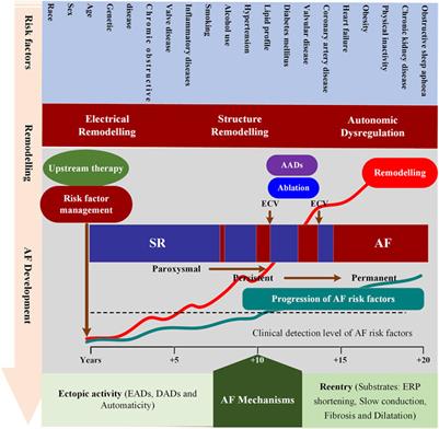 How synergy between mechanistic and statistical models is impacting research in atrial fibrillation